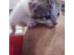 Pop American Shorthair Kitten Male