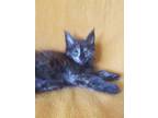 Molly Pure Breed Maine Coon Female Kitten In Very Popular Smoky Color