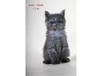 Oniks Pure Breed Maine Coon Male Kitten In Very Popular Smoky Color