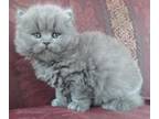 Gorgeous Blue Dollface Persian Kitten