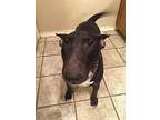 Lucy Bull Terrier Adult Female