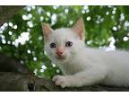 Calla-Lilly Domestic Shorthair Kitten Female
