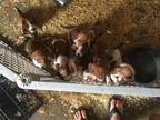 Full Blooded Basset Hound Puppies