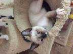 Newman/k/c Siamese Kitten Male