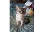 Reduced *** Big Gorgeous Male Chocolate Lynx Point Siamese