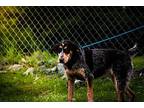 Callie Bluetick Coonhound Young Female