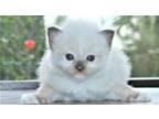 Alex Genuine Ragdoll Male Seal Mitted Kitten For Sale Adoption With Multiple