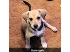 Rosie Beagle Puppy Female