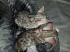 2 Beautiful Male Bengals For Sale