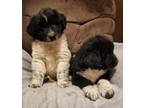 Newfoundland/Great Pyrenees Puppies