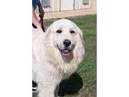 Shamar Great Pyrenees Adult Male