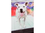 Adopt Laila-Spunky Senior a American Staffordshire Terrier, Pit Bull Terrier