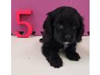 Cockapoo Puppies For Sale!!!