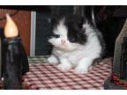 CFA Registered Flat Faced Female Persian Kitten