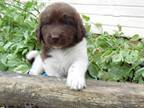 Newfoundland / Poodle Mix Puppies - Available All Summer / Fall -