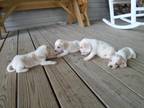 Adorable Akc Beagle Puppies