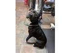 Rascal Staffordshire Bull Terrier Young Male