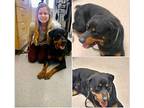 Danny Rottweiler Young Male