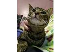 Tiggs American Shorthair Young Male