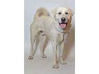 Gus Great Pyrenees Adult Male