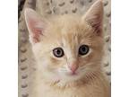 Mochi Domestic Shorthair Kitten Male