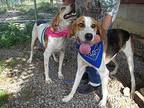 Beau (aka Smiley) Treeing Walker Coonhound Young Male
