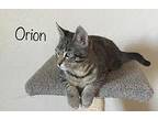 Orion Domestic Shorthair Kitten Male