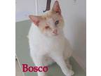 Bosco Siamese Adult Male