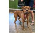 Bobby B Boxer Young Male
