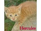 Hercules Domestic Shorthair Kitten Male