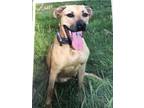 Adopt Zuri a Tan/Yellow/Fawn - with Black Mountain Cur / Terrier (Unknown Type