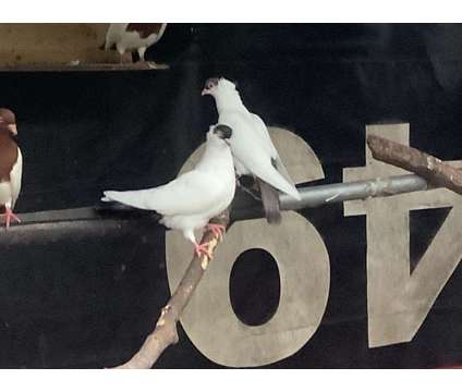 Pairs dressier tumbler pigeon and Senegal doves is a Female in Brooksville FL