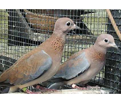 Pairs dressier tumbler pigeon and Senegal doves is a Female in Brooksville FL