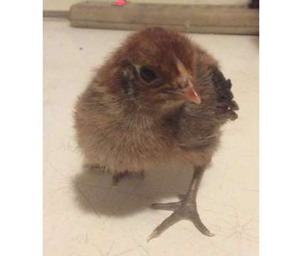 chicks and endangered rare breed poultry hatching eggs is a Baby in Brooksville FL