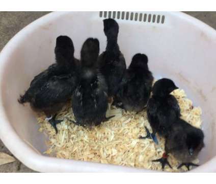 chicks and endangered rare breed poultry hatching eggs is a Baby in Brooksville FL
