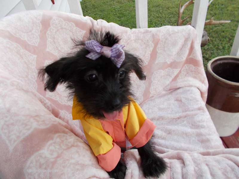 Shorkie Tzus for Sale in Louisville | Dogs on Oodle ...