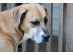 Adopt Abbie a Boxer, Great Pyrenees