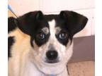 Adopt Flash a Feist, Jack Russell Terrier