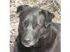 Adopt Shea a Black Labrador Re