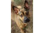 Adopt Babs a German Shepherd Dog, Basset Hound