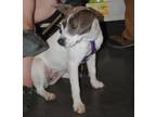 Adopt Izzy a Jack Russell Terrier, Terrier
