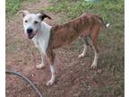 Adopt Christopher a Brindle - with White Greyhound / Plott Hound / Mixed dog in