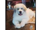 Great Pyrenees Puppy for sale in Trinidad, CO, USA
