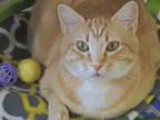 Adopt Halo a Orange or Red Tabby Domestic Shorthair (short coat) cat in Macon