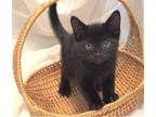 Adopt Shadow- I Can Be A Friend To Your Young Cat! a Domestic Short Hair, Bombay