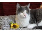Adopt Jenny a Gray, Blue or Silver Tabby Domestic Shorthair (short coat) cat in