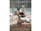 Adopt Puppies a Parson Russell Terrier