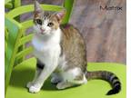 Adopt Matrix a Brown Tabby Domestic Shorthair (short coat) cat in Macon