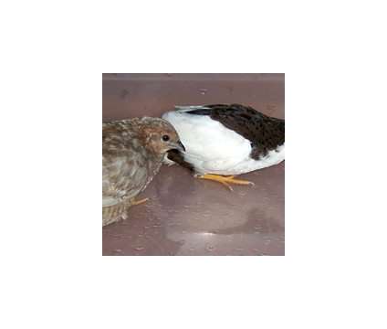 Button quail hatching eggs is a Female Baby in Brooksville FL