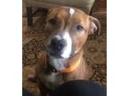 Adopt Rusty a Pit Bull Terrier, Collie